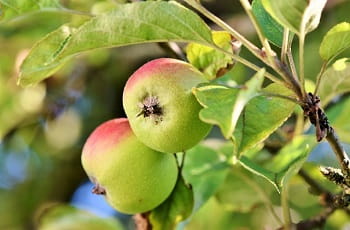 Zwei Äpfel an einem Baum.