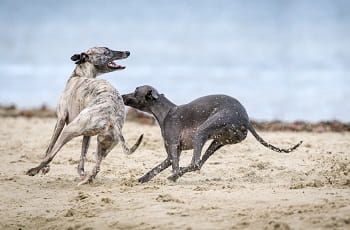 Zwei Windhund spielen am Strand.