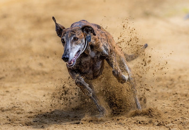 Ein Windhund in vollem Spurt.